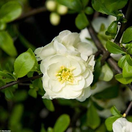 Cognassier du Japon Yukigoten - Chaenomeles speciosa Pot de 3L/4L - Image 1