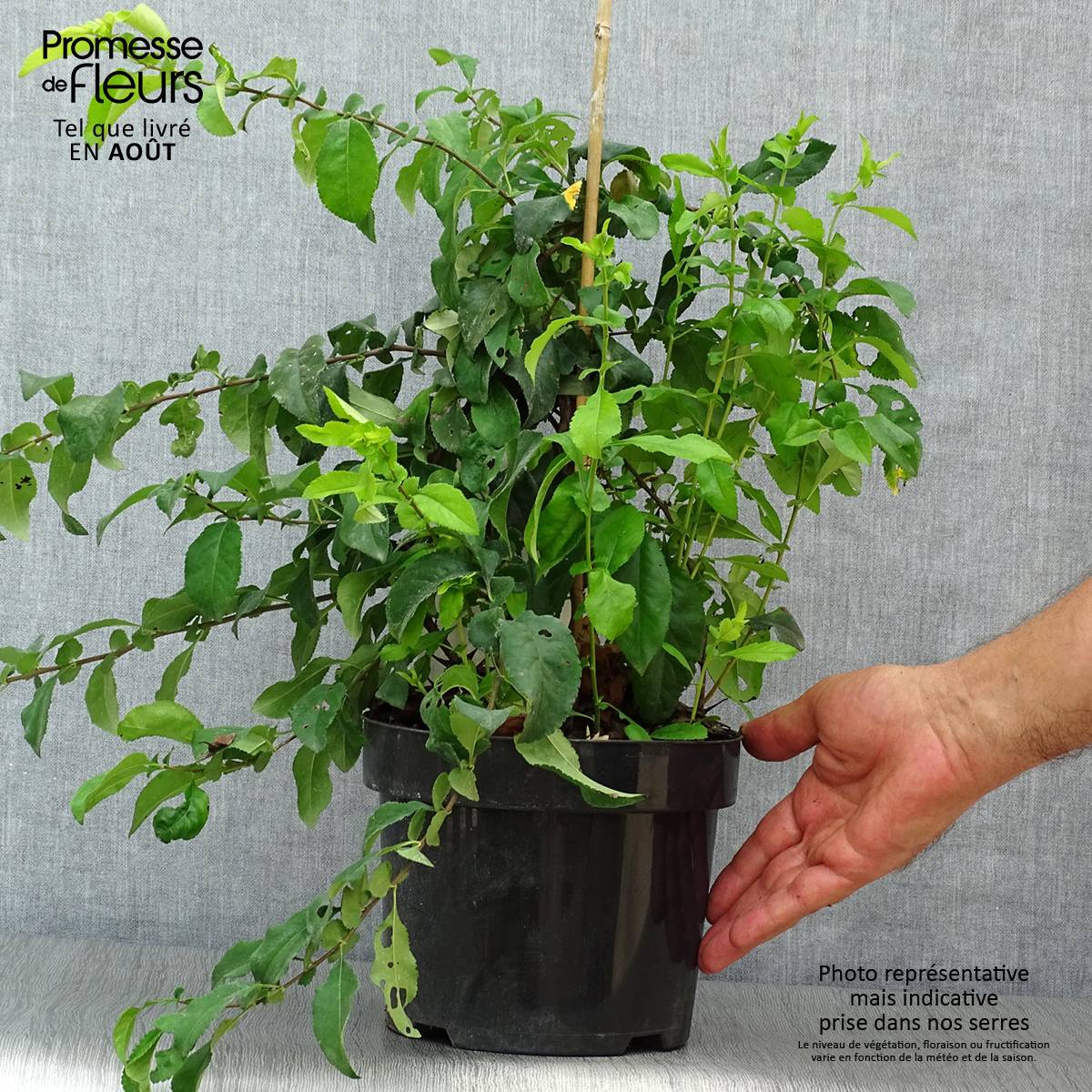 Cognassier du Japon Yukigoten  - Chaenomeles speciosa Pot de 3L/4L - Image 2