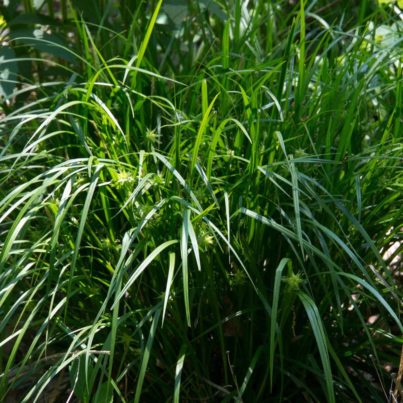 Carex grayi - Laîche massue Godet de 8/9 cm