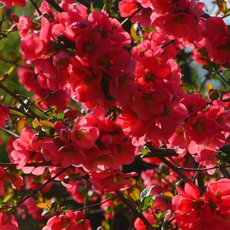 Cognassier du Japon Rubra Grandiflora, Chaenomeles à fleurs Rouge - feuillage Caduc - Godet - 5/20 cm-  hauteur à maturité De 3,00 m à 5,00 m - Imagen 1