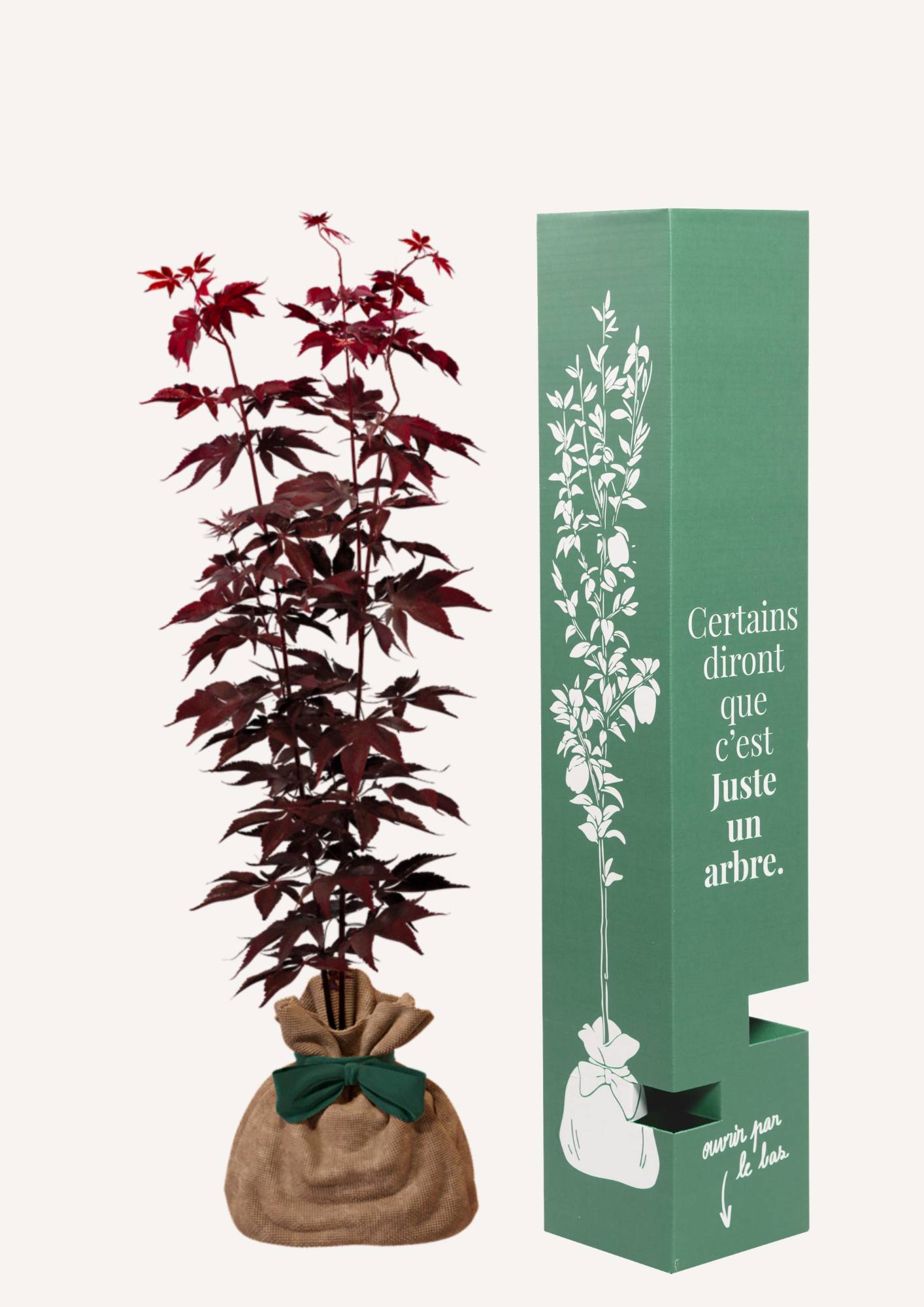 JUSTE UN ARBRE. – Érable du Japon 'Bloodgold' | Idée cadeau exotique pour naissance, mariage, anniversaire – Arbuste compact, idéal pour culture en… - Image 2