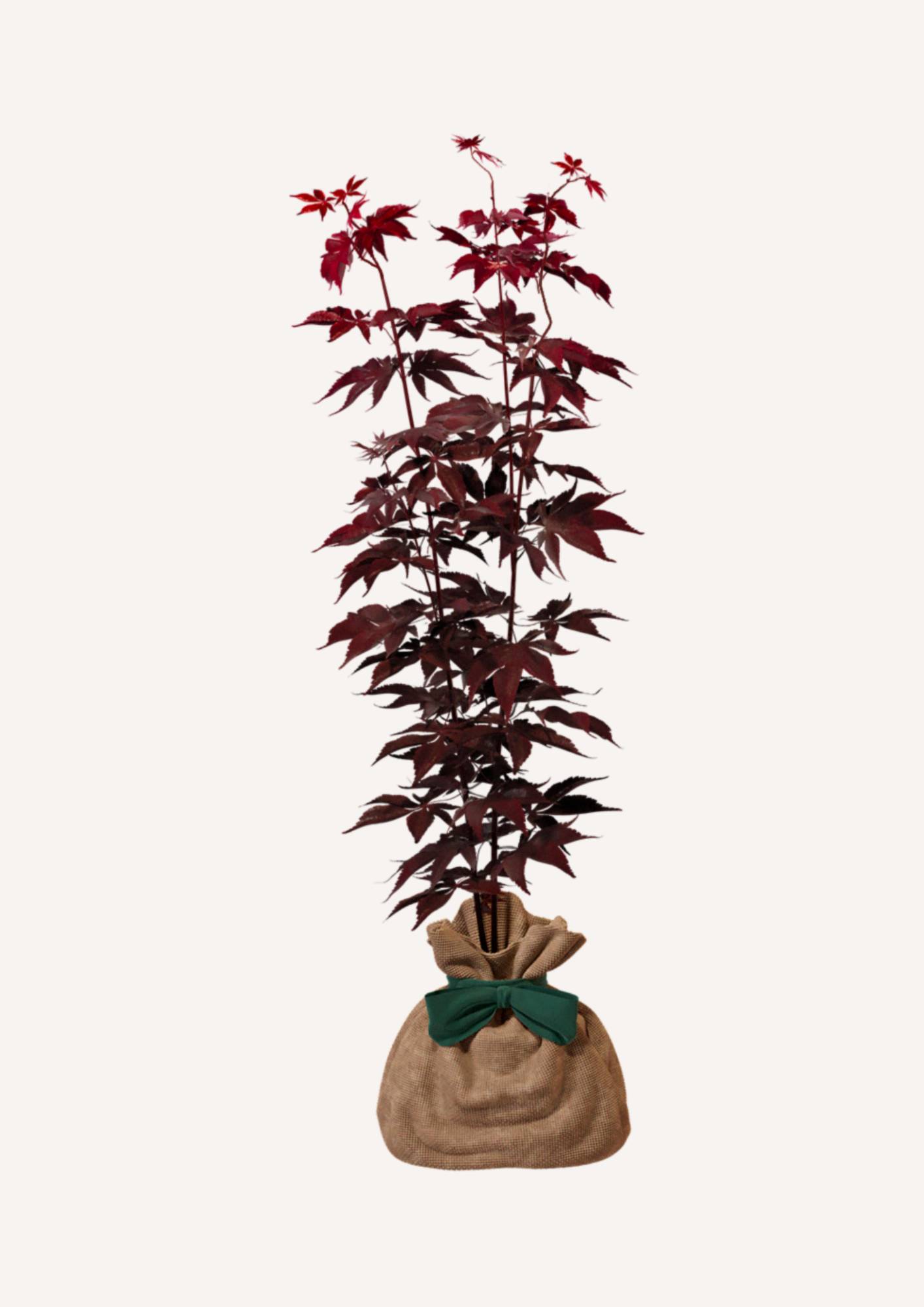 JUSTE UN ARBRE. – Érable du Japon 'Bloodgold' | Idée cadeau exotique pour naissance, mariage, anniversaire – Arbuste compact, idéal pour culture en… - Image 3
