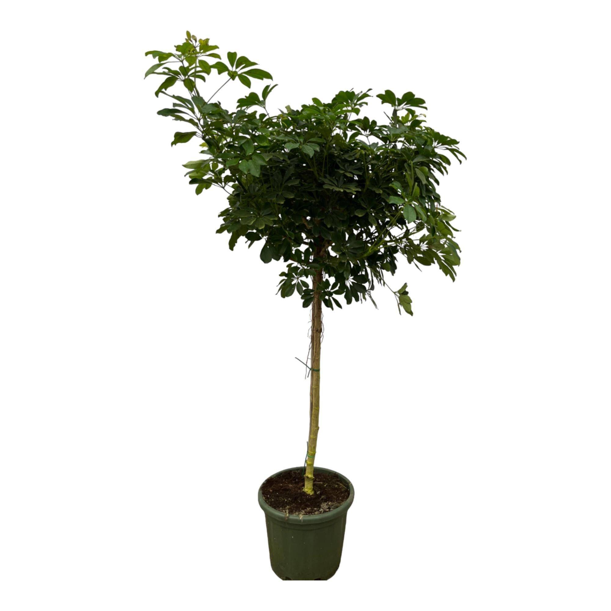 Schefflera Nora Stam - D45 H220cm