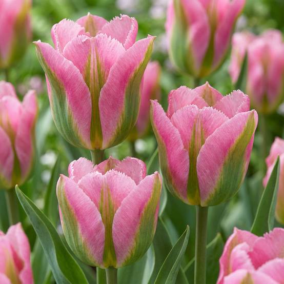 La Green Touch - Tulipe Striped Crown - 12 bulbes - calibre 11/12 - Image 1