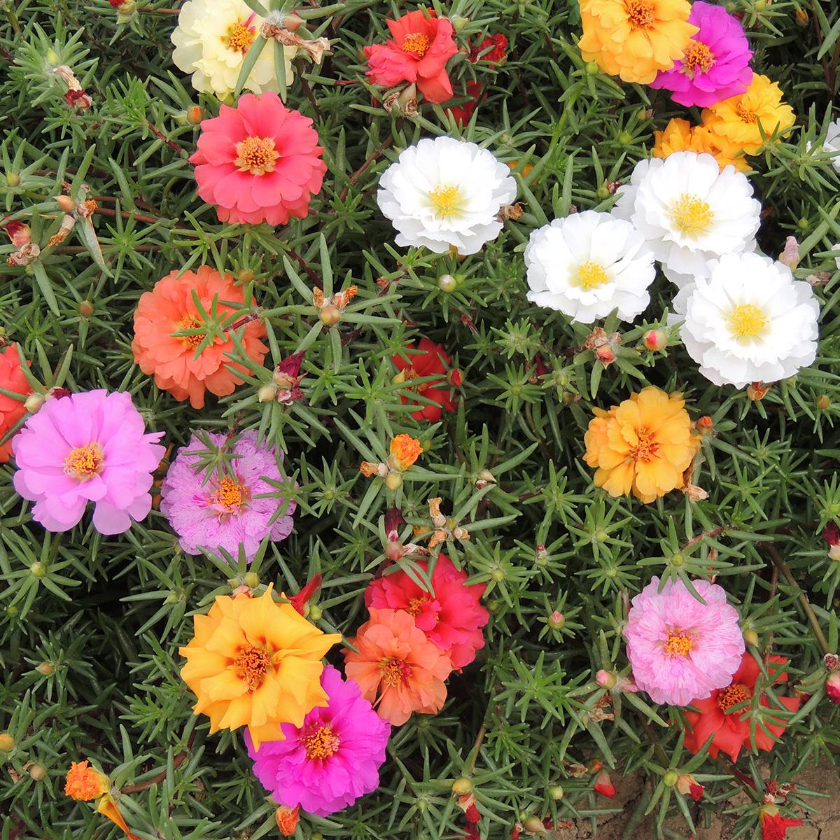 Graines de Pourpier à grandes fleurs extra double Mix - Portulaca grandiflora le sachet de 3750 graines environ (0,4g)