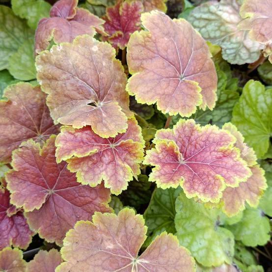 Heuchère - Heuchera Tiramisu Godet de 8/9 cm