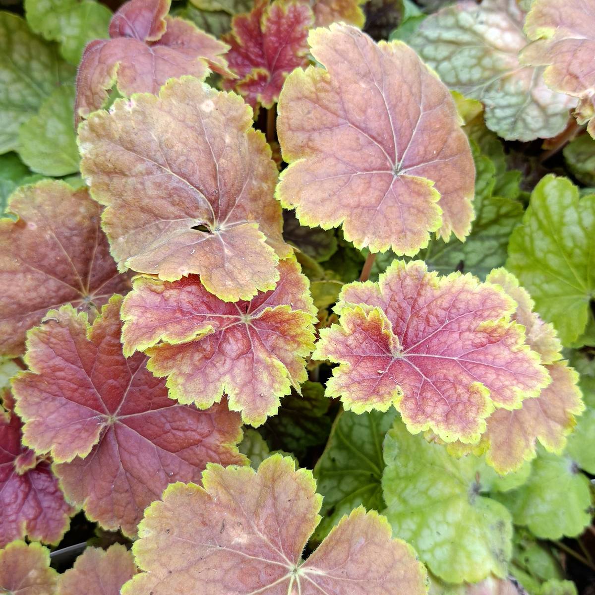 Heuchère - Heuchera Tiramisu Godet de 8/9 cm
