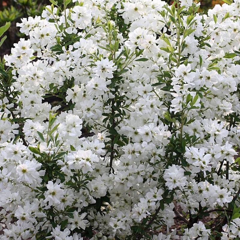 Arbre aux perles MAGICAL SPRINGTIME® 'Kolmaspri', Exochorda, Exocorde à fleurs Blanche - feuillage Caduc - Godet - 5/20 cm-  hauteur à maturité De 1,0 - Imagen 2