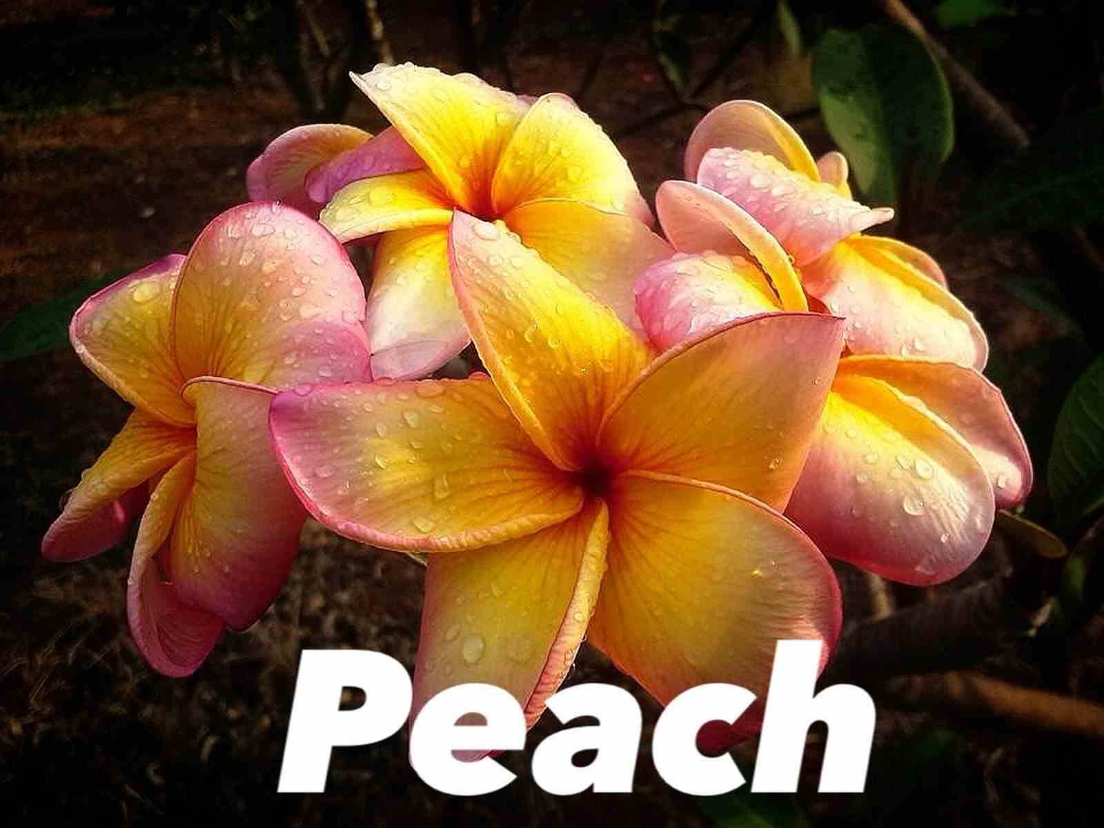 Sans Marque - Plumeria rubra "Peach" (frangipanier) Taille:Pot de 2 litres ? 20/30 cm - Couleur floraison:Blanc/jaune/rose