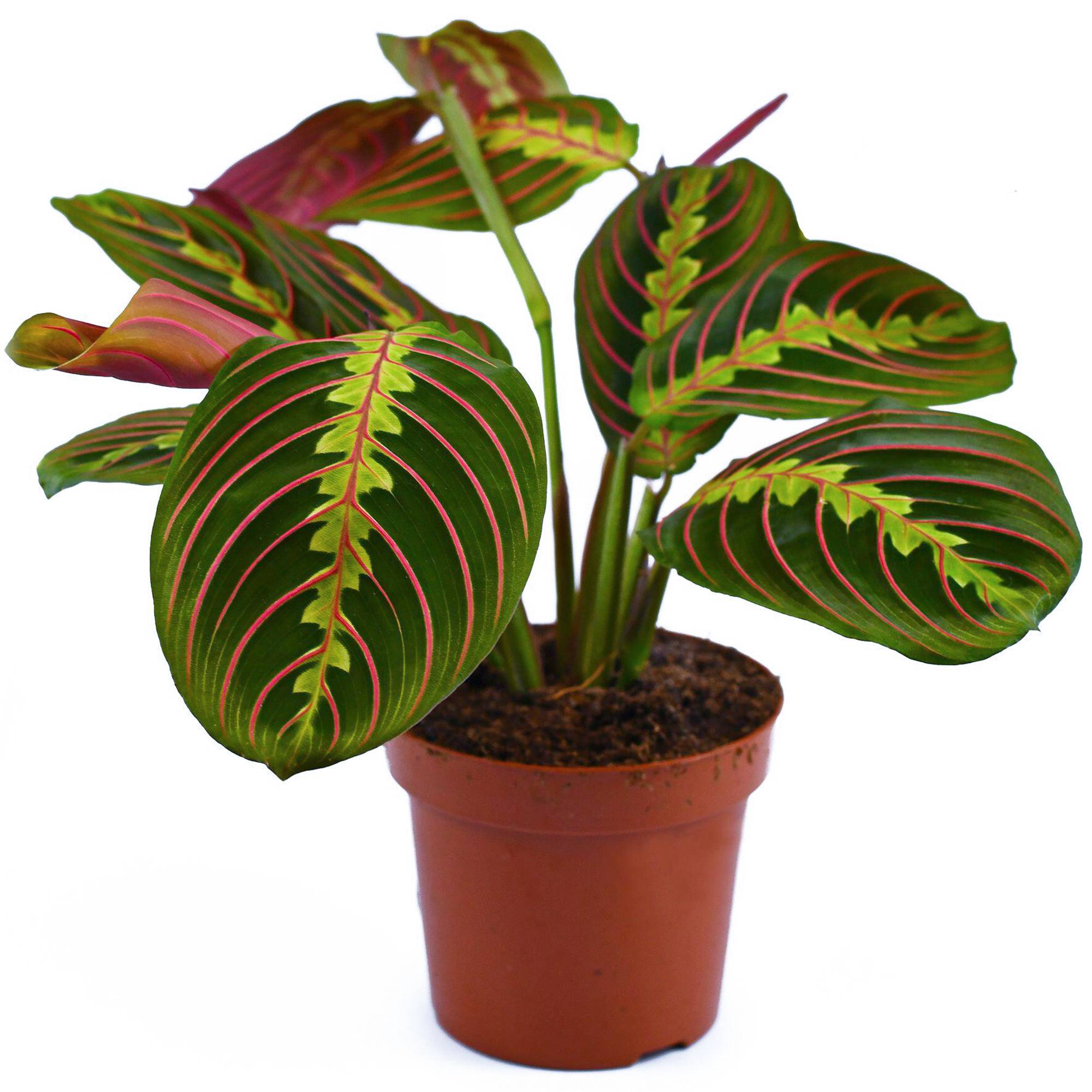 Gardenersdream - Maranta Fascinator Tricolore | Plante D'Intérieur Colorée | 20-30 Cm En Pot - GardenersDream - Imagen 2