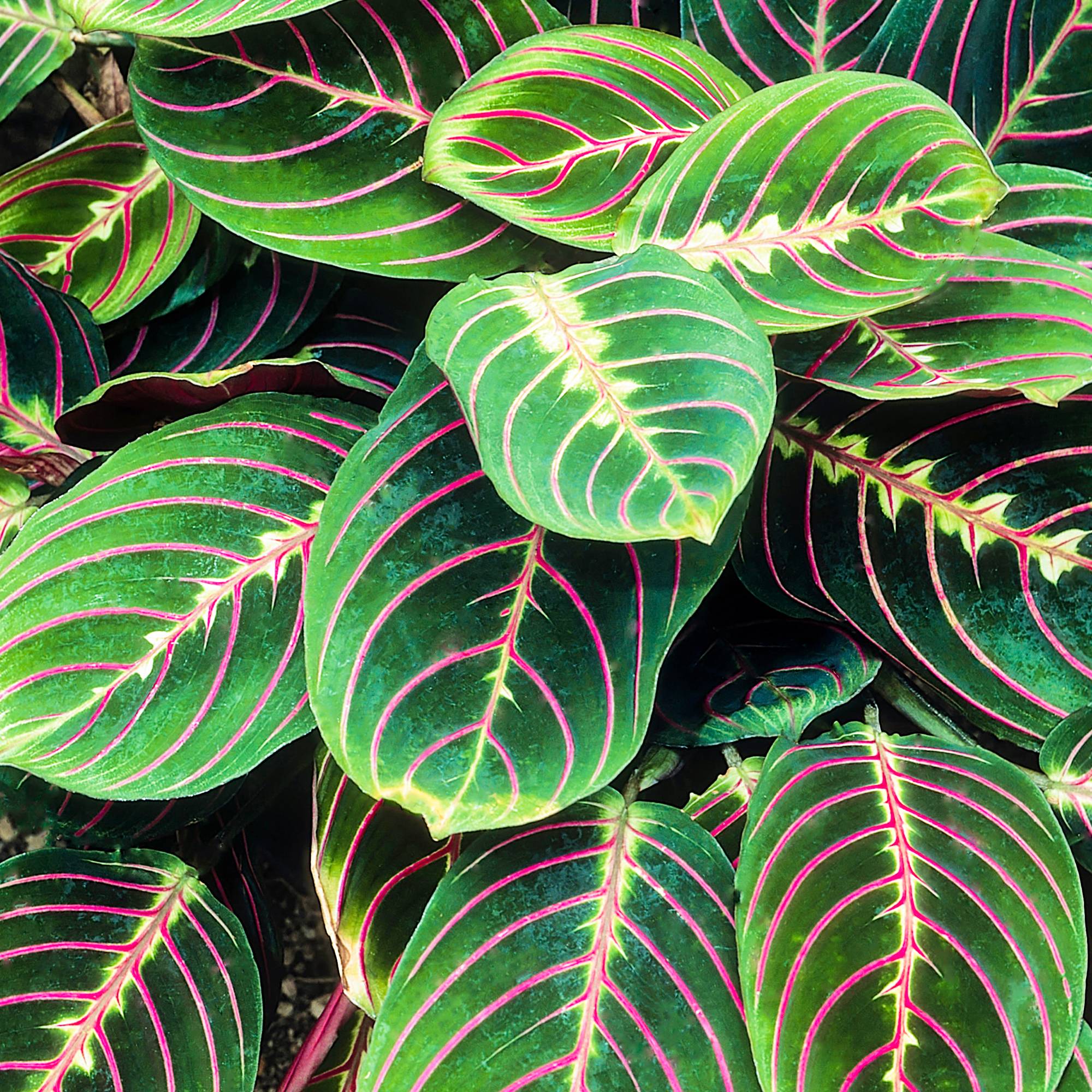 Gardenersdream - Maranta Fascinator Tricolore | Plante D'Intérieur Colorée | 20-30 Cm En Pot - GardenersDream - Imagen 1