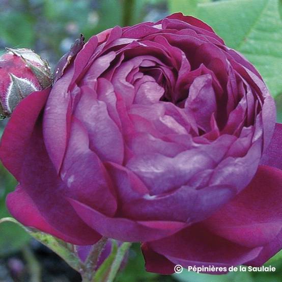 Rosier 'Cardinal de Richelieu' - Racines nues - Taille 20/30cm - Pépinières Naudet - Image 1