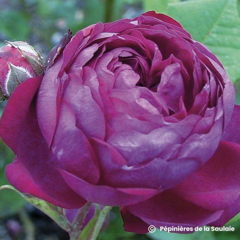 Rosier 'Cardinal de Richelieu' - Racines nues - Taille 20/30cm - Pépinières Naudet
