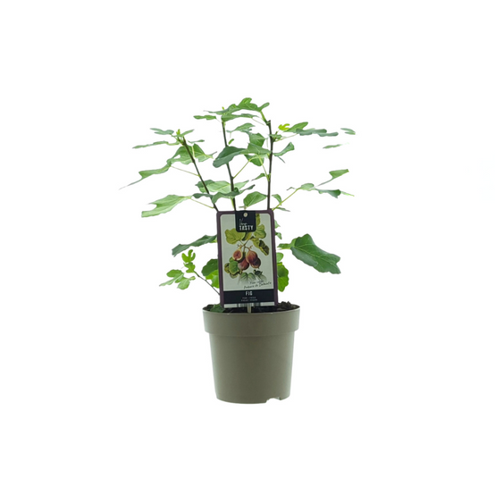 Ficus Precose de Dalmatie - D15 H40cm