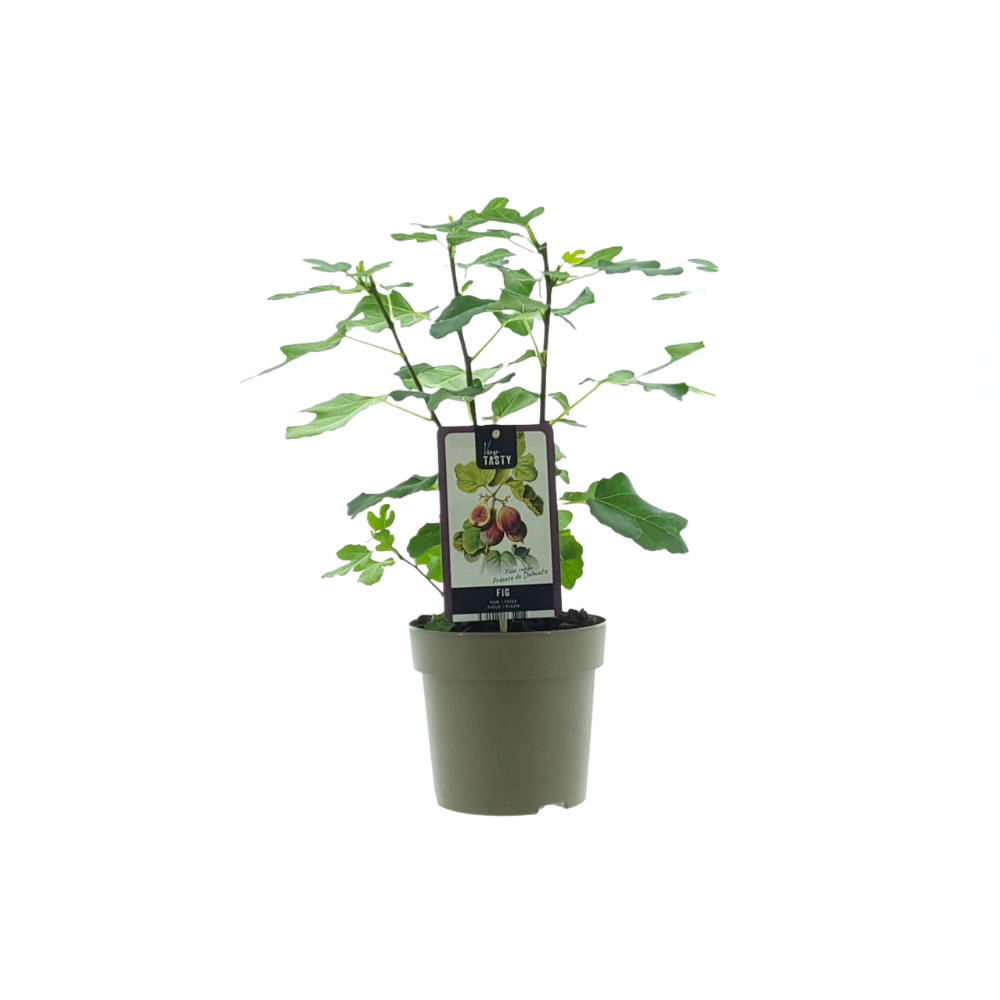 Ficus Precose de Dalmatie - D15 H40cm