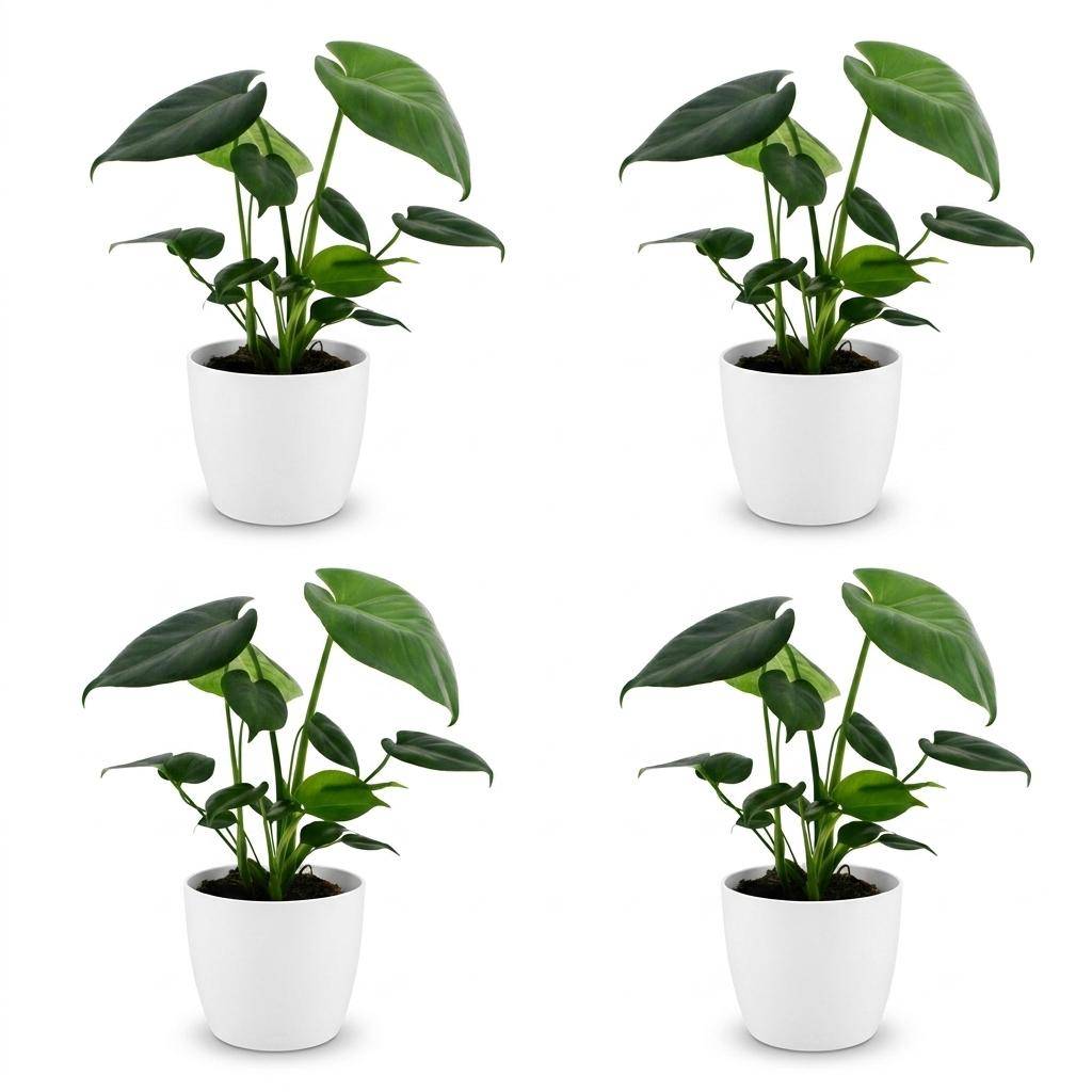 Monstera Deliciosa - Pot de 12cm - 4 plantes - Blanc - Plantes d'intérieur - Image 2