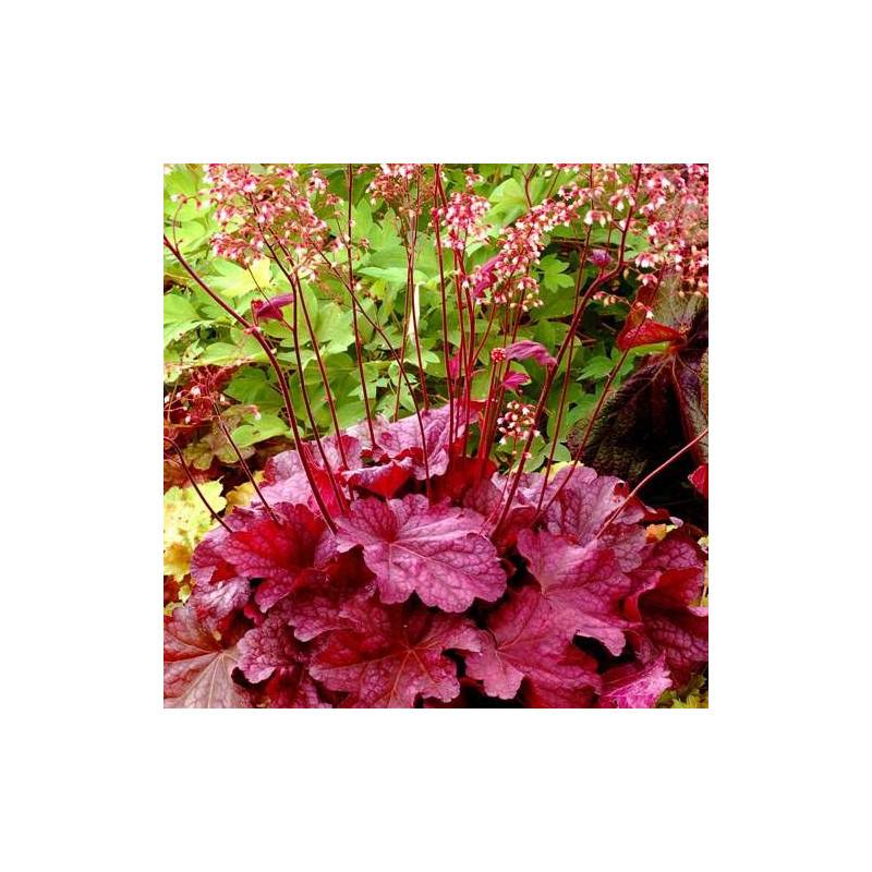Heuchere Berry Smoothie® à fleurs Rose/Blanche - feuillage Persistant - Godet - 5/20 cm - Imagen 2
