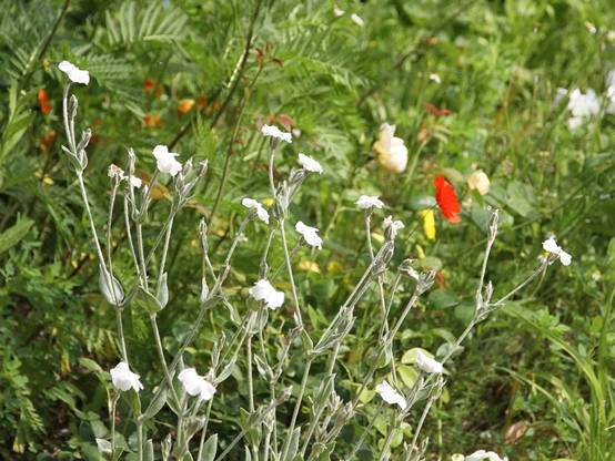 Lychnis coronaria Alba - Coquelourde des jardins blanche Godet de 8/9 cm