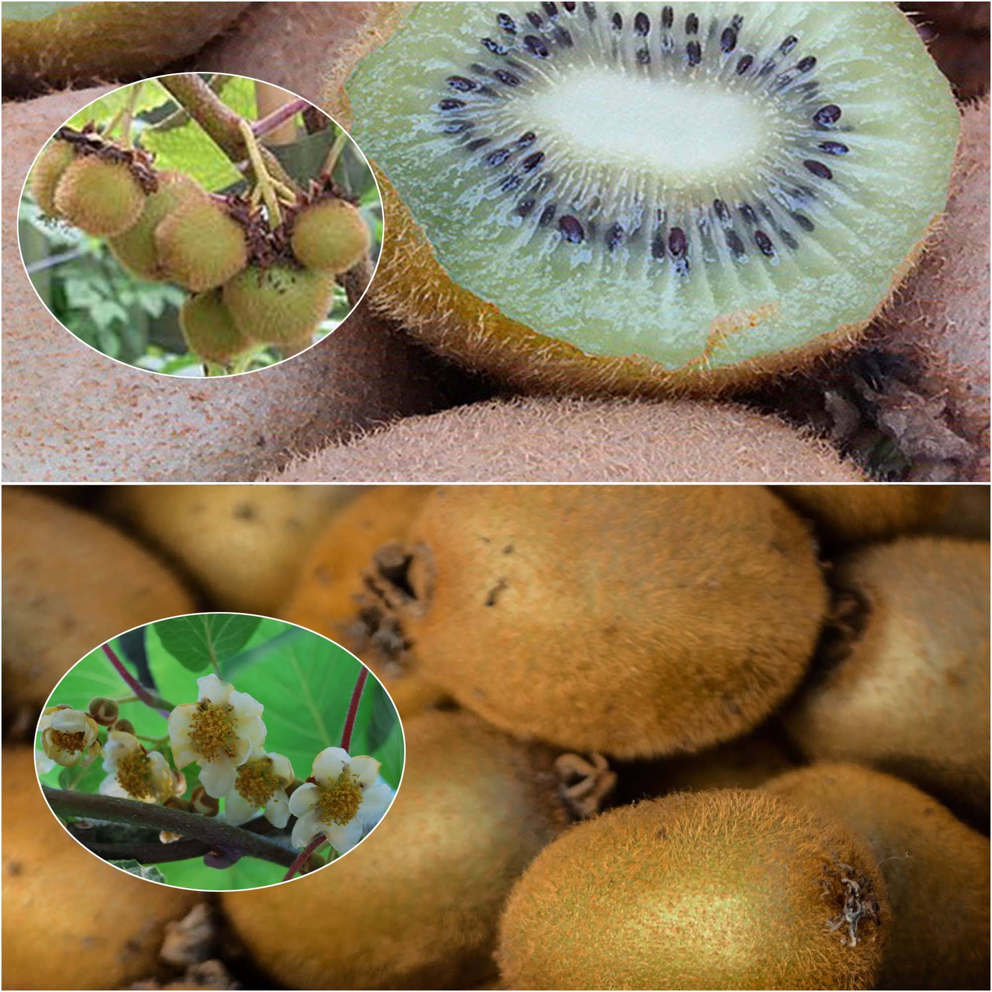 Promesse de Fleurs - Duo Kiwi 'Hayward' femelle et 'Atlas' mâle pollinisateur - Collection de 2 plantes