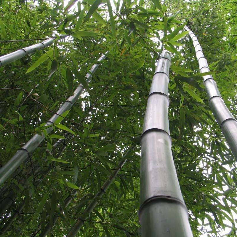 Promesse de Fleurs - Phyllostachys vivax Huangwenzhu - Bambou géant Pot de 4L/5L