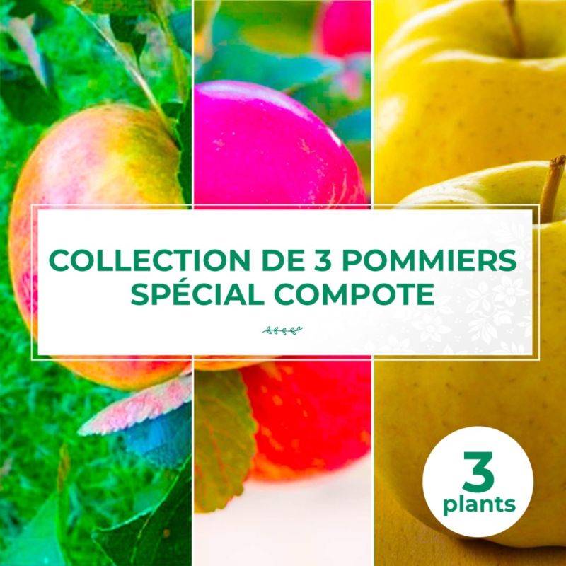 Collection 3 Pommiers Spécial Compotes - Scion de 100cm - Pépinières Naudet - Imagen 1