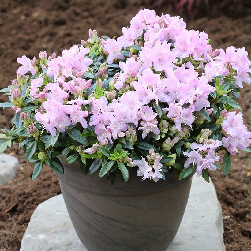 Promesse de Fleurs - Rhododendron keleticum Robert Seleger - Rhododendron nain Pot de 2L/3L
