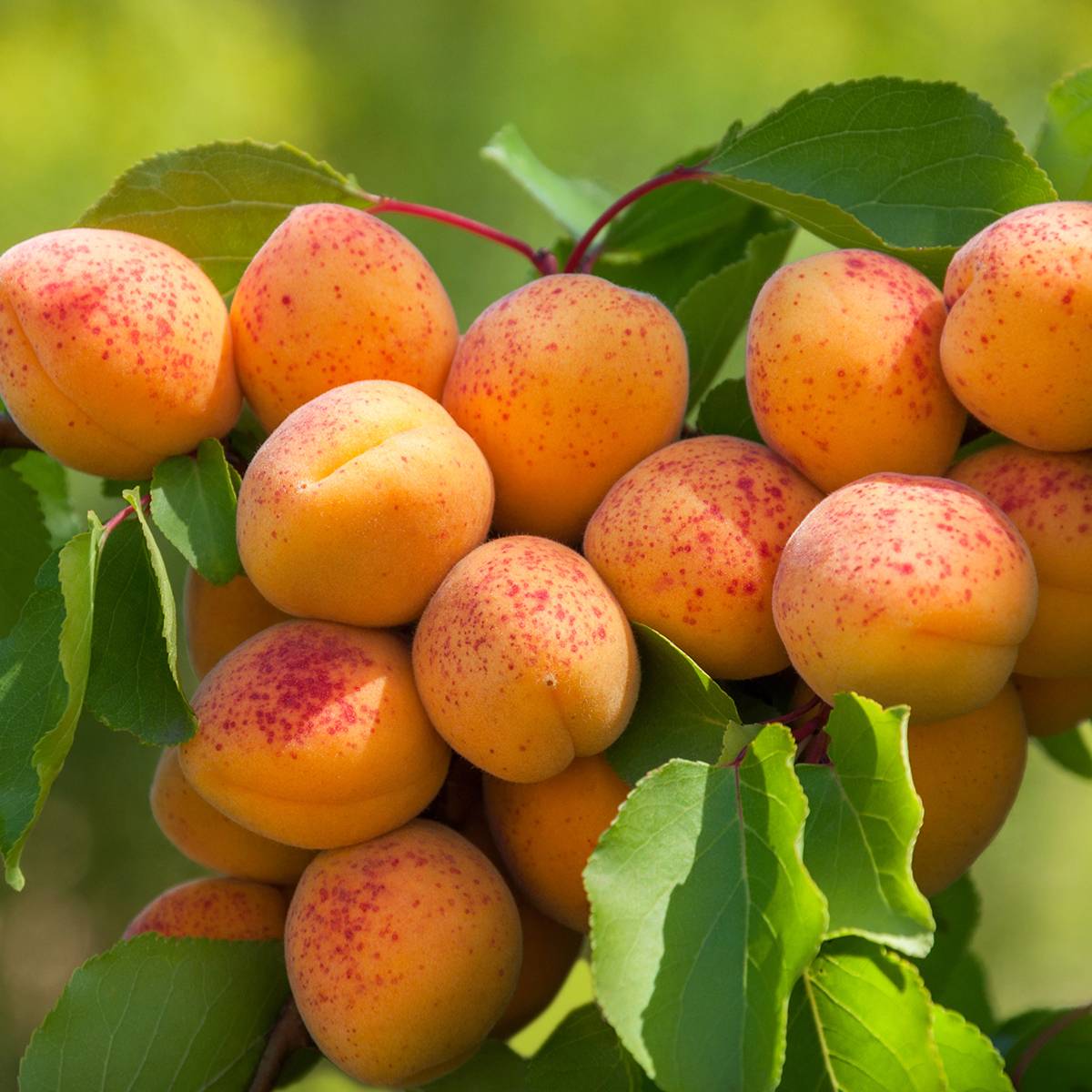 Promesse de Fleurs - Abricotier nain Fruit Me Apricot Me Pending Pot de 12L/15L, Nain