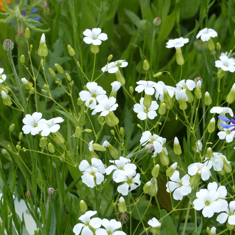 Graines de Saponaire à Bouquets White Beauty - Vaccaria hispanica le sachet de 450 graines environ (3g)
