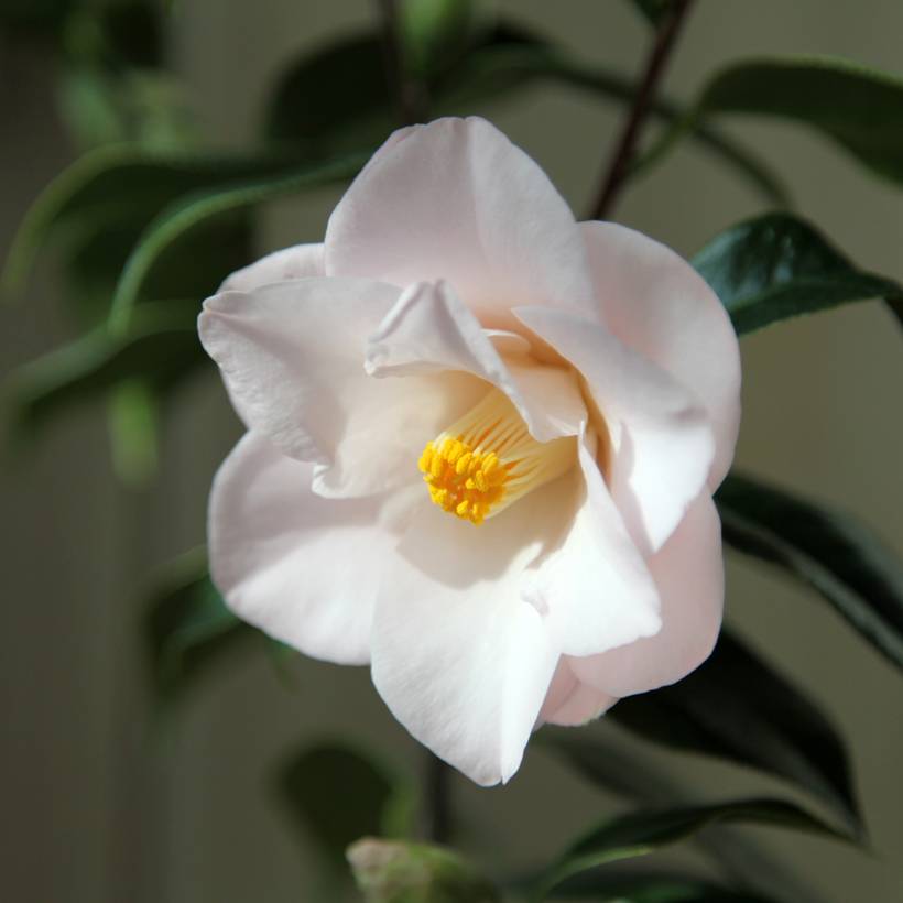 Promesse de Fleurs - Camélia Hagoromo - Camellia japonica Pot de 4L/5L
