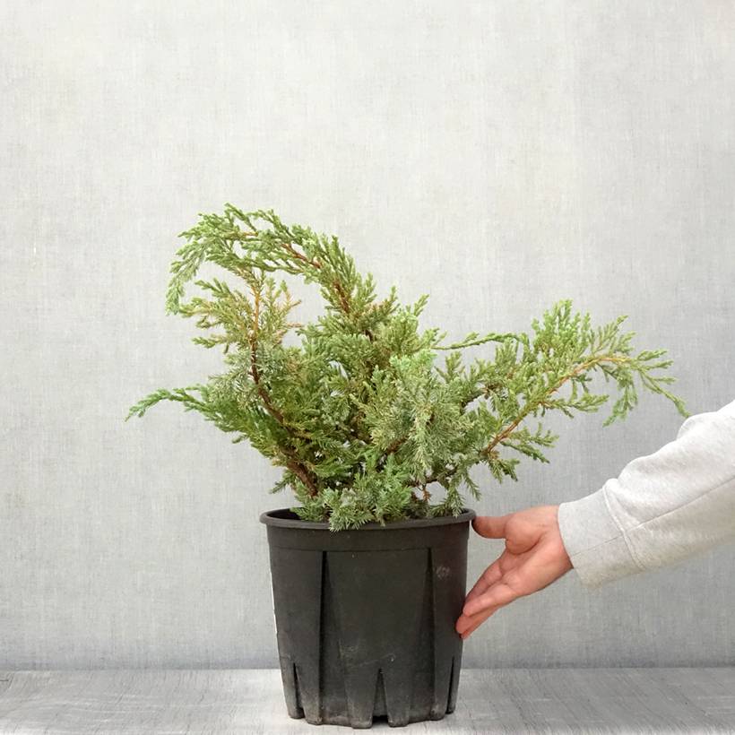 Promesse de Fleurs - Genévrier écailleux - Juniperus squamata Blue Carpet Pot de 4L/5L - Image 2