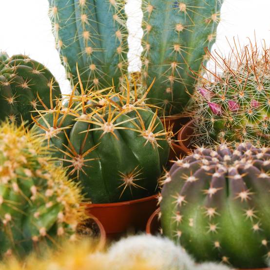 Gardenersdream - Ensemble Cactus Et Plantes Grasses Naturelles Gardenersdream - Assortiment De 20 Plantes Succulentes Naturelles - Idéal Pour Maisons Et Bureaux - Image 4