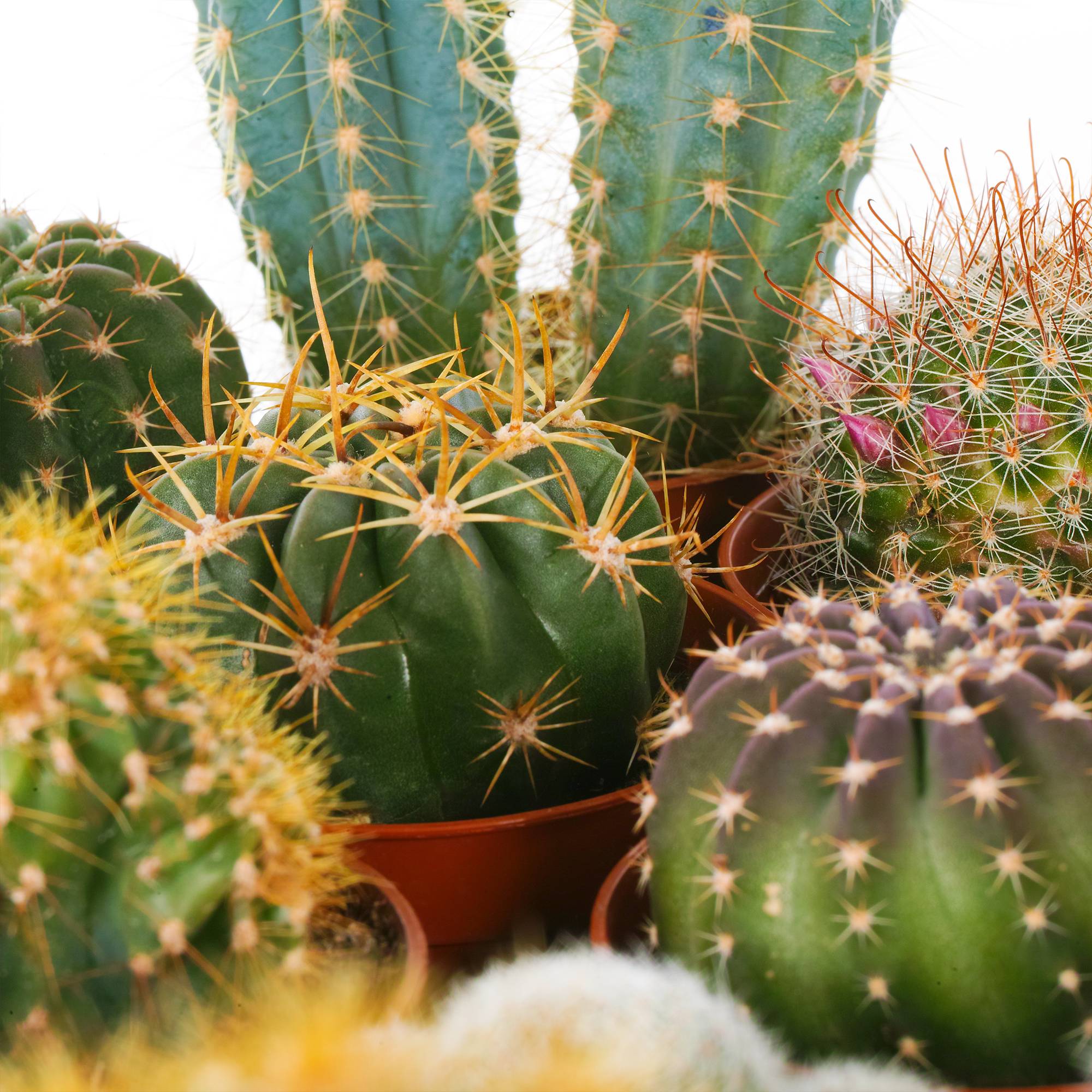 Gardenersdream - Ensemble Cactus Et Plantes Grasses Naturelles Gardenersdream - Assortiment De 20 Plantes Succulentes Naturelles - Idéal Pour Maisons Et Bureaux - Image 4