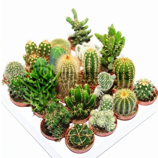 Gardenersdream - Ensemble Cactus Et Plantes Grasses Naturelles Gardenersdream - Assortiment De 20 Plantes Succulentes Naturelles - Idéal Pour Maisons Et Bureaux - Image 2