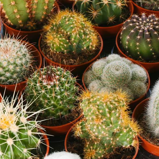 Gardenersdream - Ensemble Cactus Et Plantes Grasses Naturelles Gardenersdream - Assortiment De 20 Plantes Succulentes Naturelles - Idéal Pour Maisons Et Bureaux - Image 3