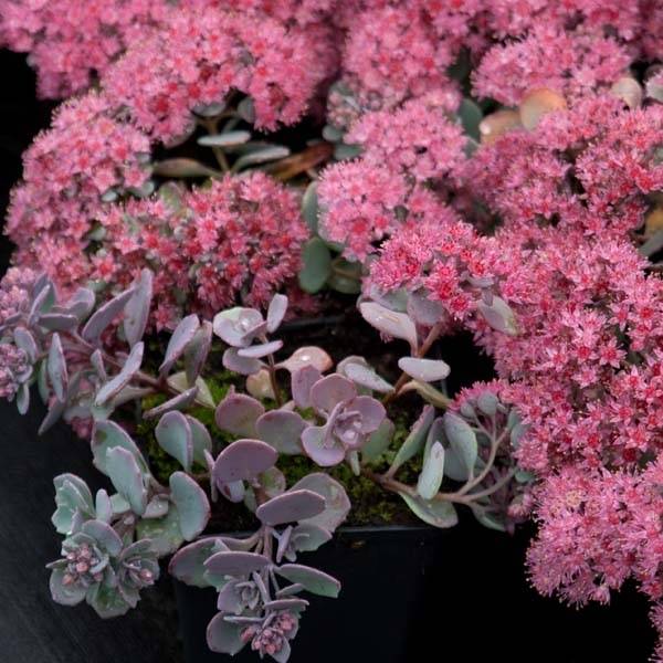 Sedum cauticola Lidakense - Orpin Pot de 1,5L/2L
