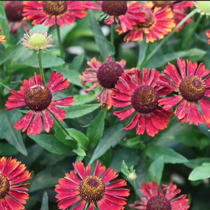 Promesse de Fleurs - Helenium Siesta - Hélénie d'automne Godet de 8/9 cm