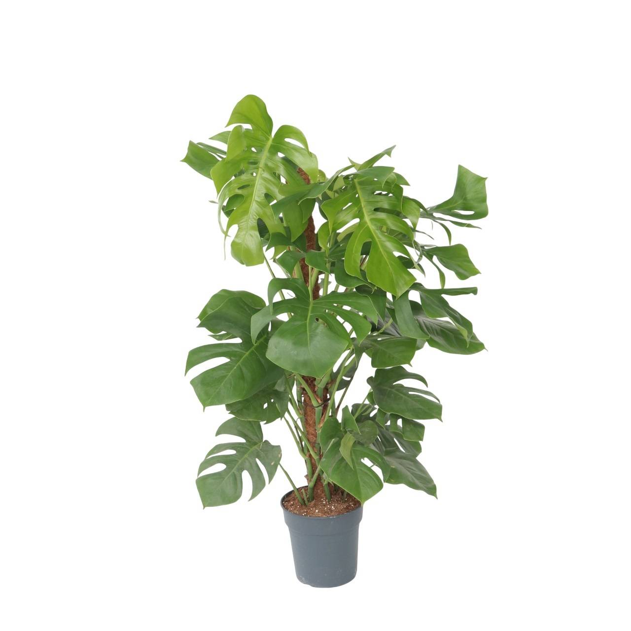 oval liguster Ovalblttriger Liguster - Ligustrum ovalifolium - 8 Pflanzen