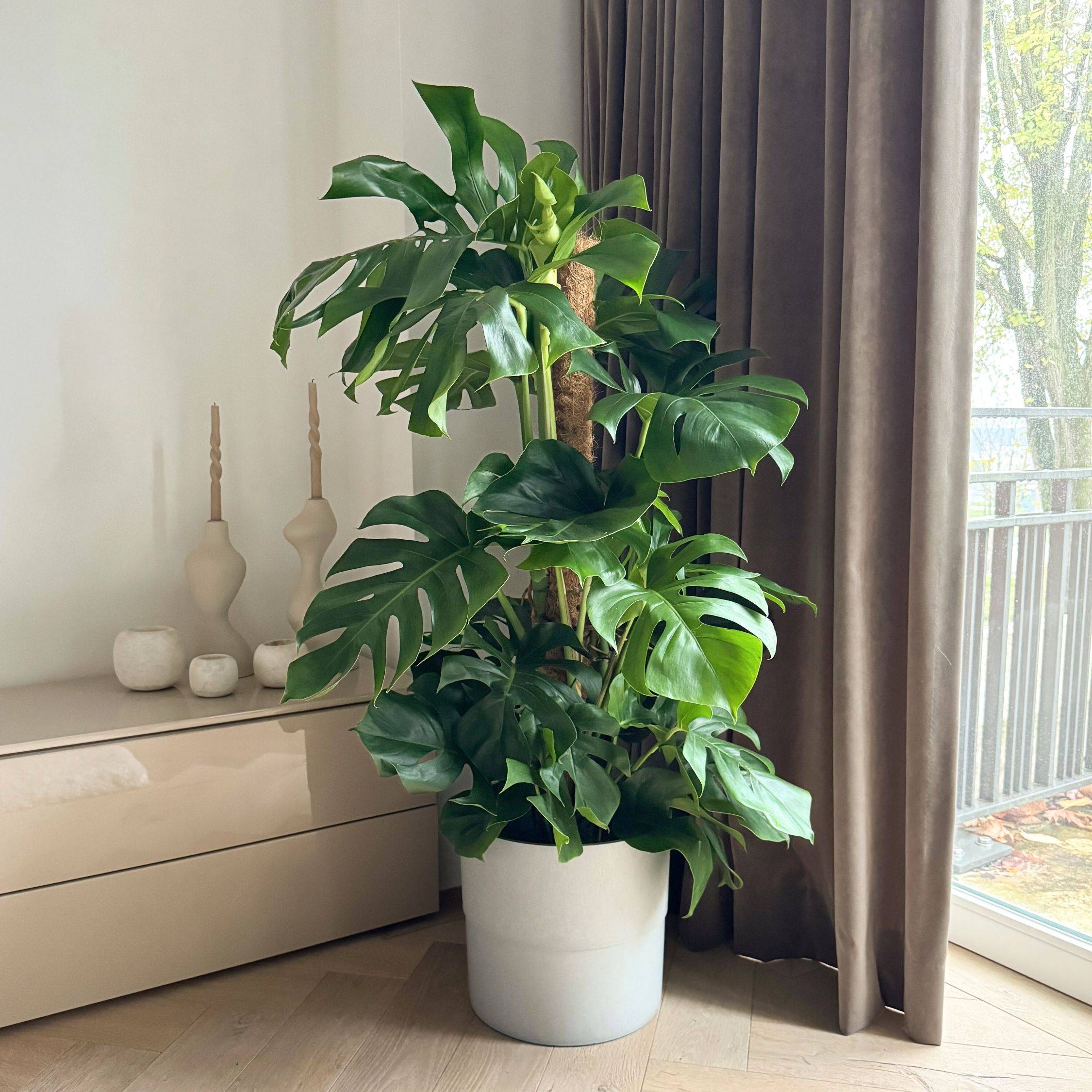 monstera minima dehner Monstera Minima main image 1