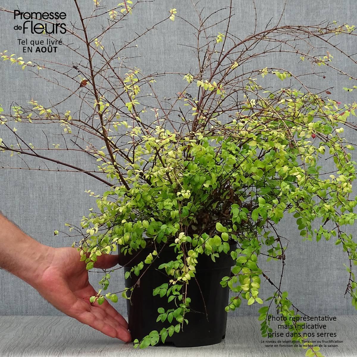 Symphoricarpos chenaulti  Brain de Soleil - Symphorine Pot de 3L/4L - Image 2