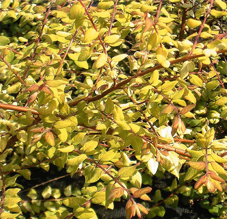 Symphoricarpos chenaulti  Brain de Soleil - Symphorine Pot de 3L/4L - Image 1