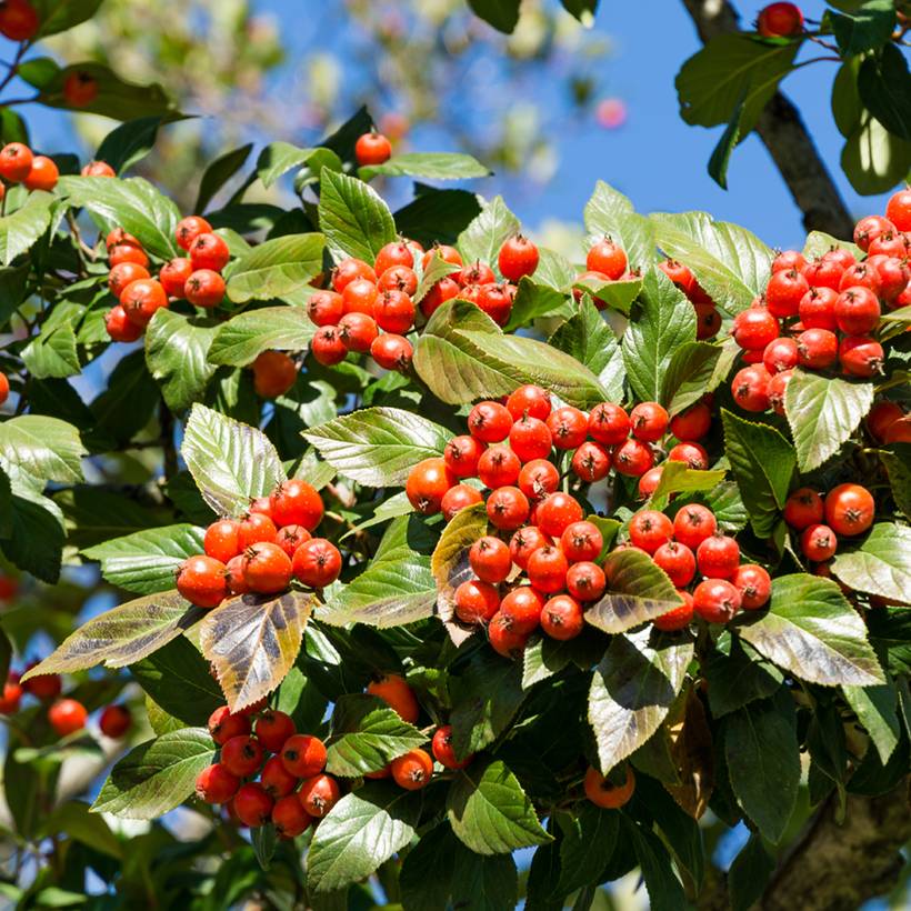 Crataegus lavallei Carrierei - Aubépine Pot de 3L/4L - Imagen 1