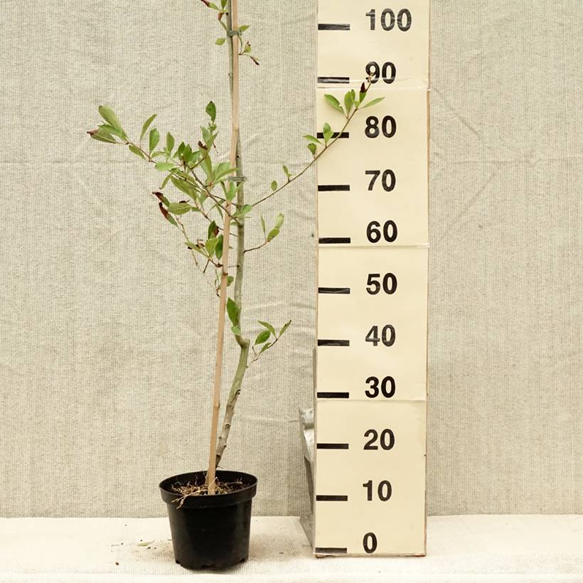 Crataegus lavallei Carrierei - Aubépine Pot de 3L/4L - Imagen 2