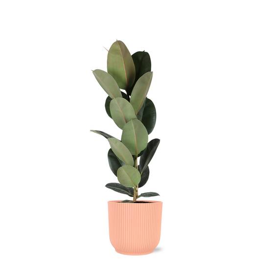 Ficus Elastica Robusta et son pot- La Green Touch Relief Rose - Hauteur 90cm