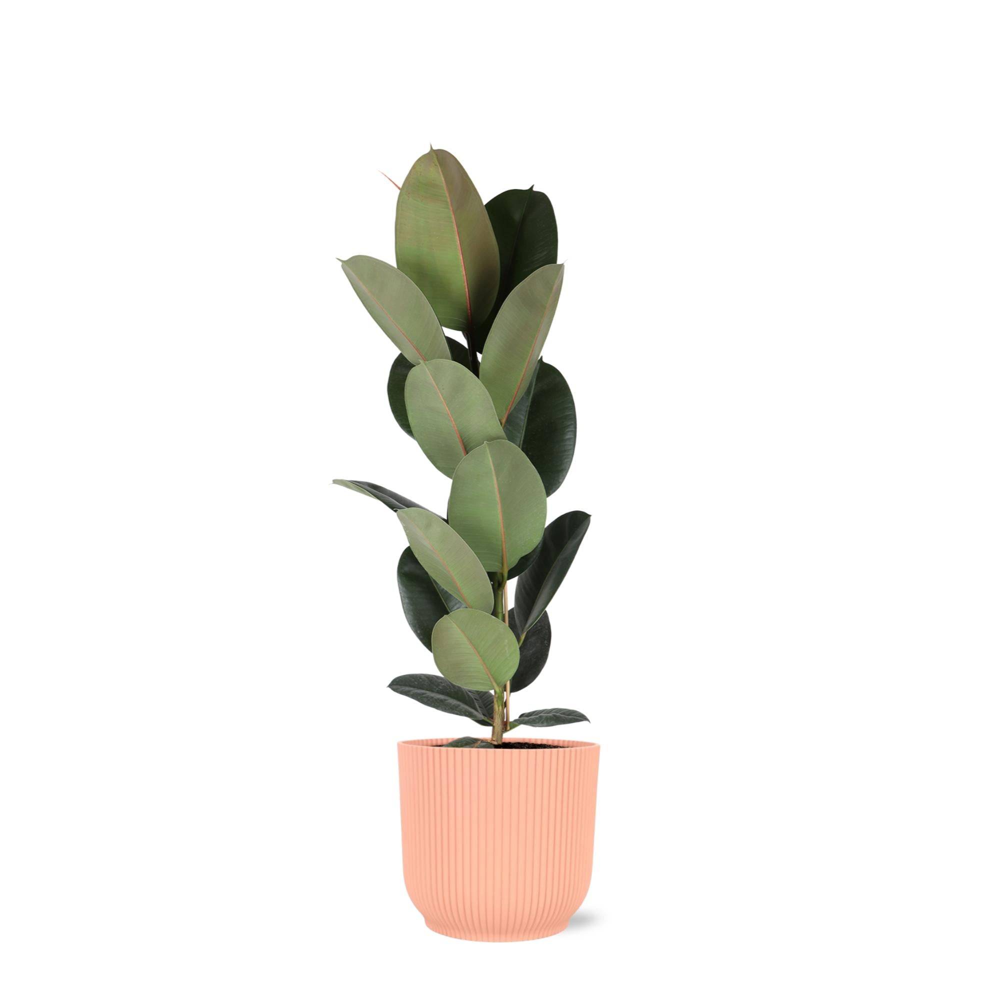 Ficus Elastica Robusta et son pot- La Green Touch Relief Rose - Hauteur 90cm