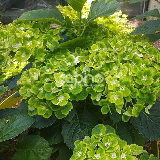 Hortensia Green Ever Belles® 'Hortmagreclo', Hydrangea macrophylla à fleurs Vert - feuillage Caduc - Pot de 1,3L - 20/60 cm- hauteur à maturité De 1, - Image 7