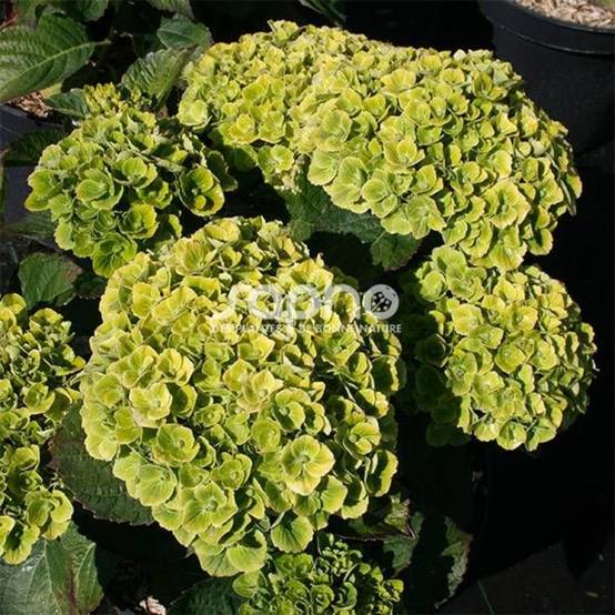Hortensia Green Ever Belles® 'Hortmagreclo', Hydrangea macrophylla à fleurs Vert - feuillage Caduc - Pot de 1,3L - 20/60 cm- hauteur à maturité De 1, - Image 6