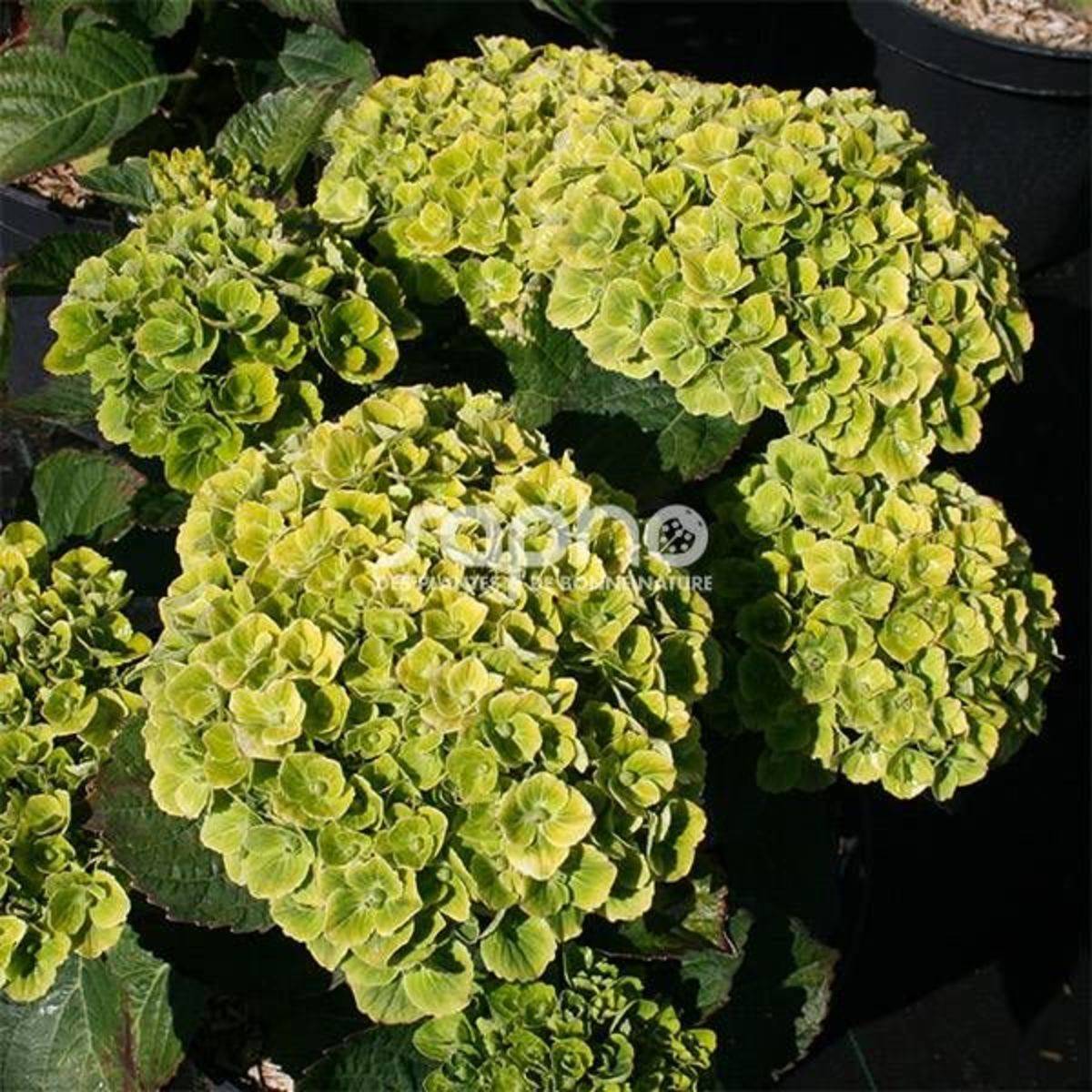 Hortensia Green Ever Belles® 'Hortmagreclo', Hydrangea macrophylla à fleurs Vert - feuillage Caduc - Pot de 1,3L - 20/60 cm-  hauteur à maturité De 1, - Image 6