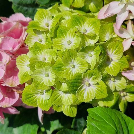Hortensia Green Ever Belles® 'Hortmagreclo', Hydrangea macrophylla à fleurs Vert - feuillage Caduc - Pot de 1,3L - 20/60 cm- hauteur à maturité De 1, - Image 1