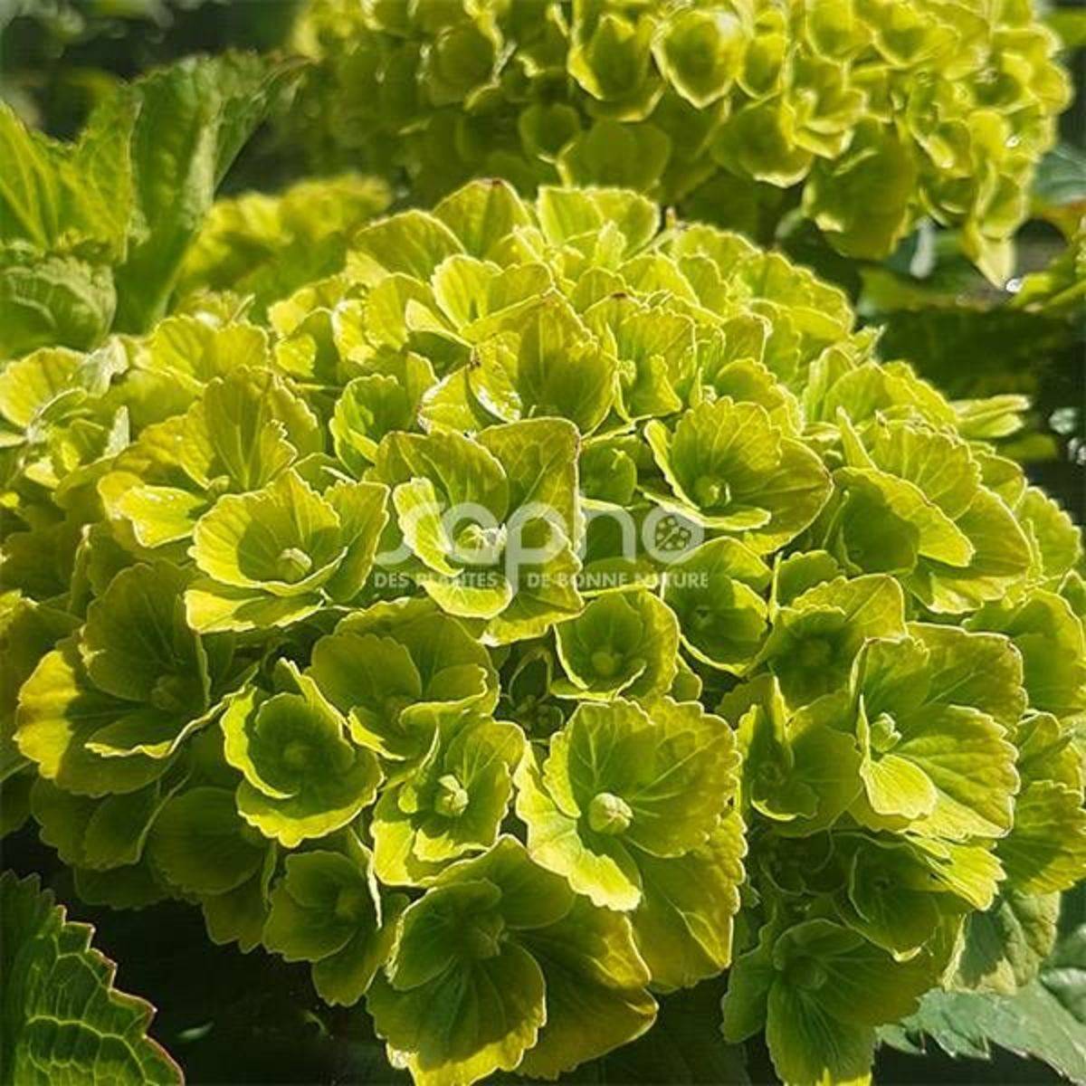Hortensia Green Ever Belles® 'Hortmagreclo', Hydrangea macrophylla à fleurs Vert - feuillage Caduc - Pot de 1,3L - 20/60 cm- hauteur à maturité De 1, - Image 5