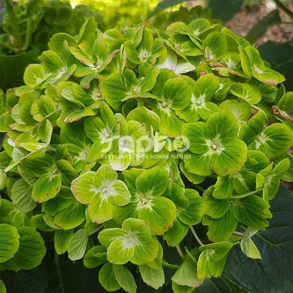 Hortensia Green Ever Belles® 'Hortmagreclo', Hydrangea macrophylla à fleurs Vert - feuillage Caduc - Pot de 1,3L - 20/60 cm- hauteur à maturité De 1, - Image 8